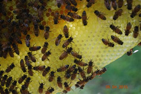 Shop Buy Honey Bees Packages Nucs Queens Little Bits Honey Bees