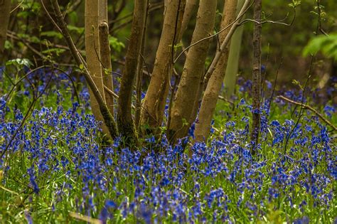 Bluebells Forest Nature - Free photo on Pixabay - Pixabay