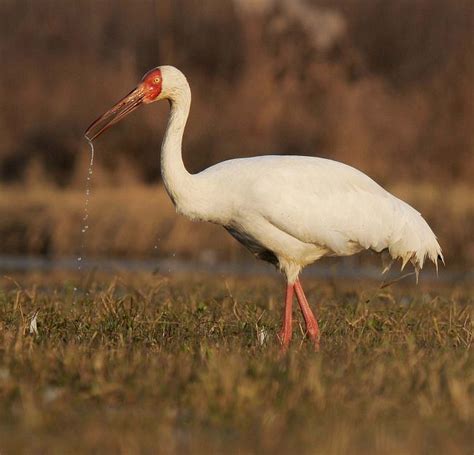 Siberian crane - Alchetron, The Free Social Encyclopedia