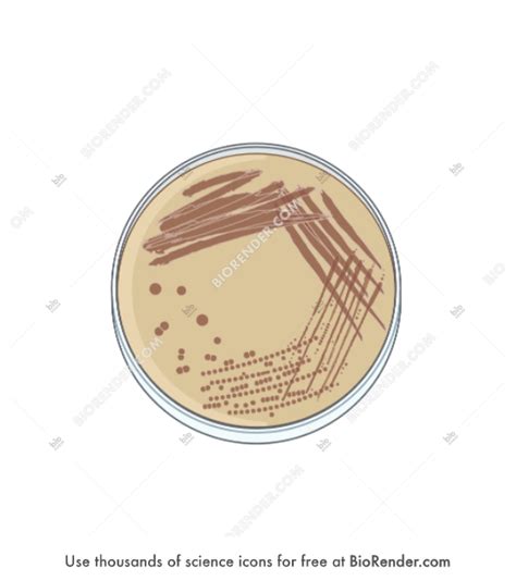 Free Petri Dish With Streak Plate Top View Icons Symbols Images