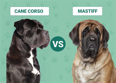 Cane Corso vs Mastiff: The Differences (With Pictures) – Dogster