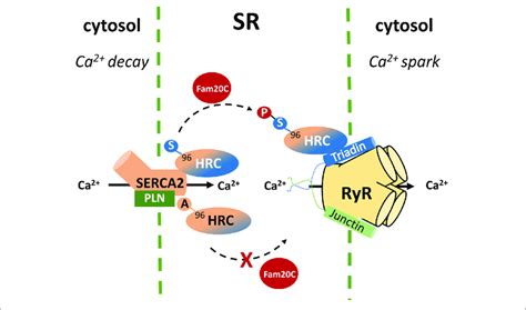 Histidine Rich Calcium Binding Protein Phosphorylation By Fam20c At