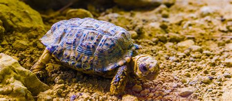 Speckled Padloper tortoise - Earth.com - Earth Image Gallery