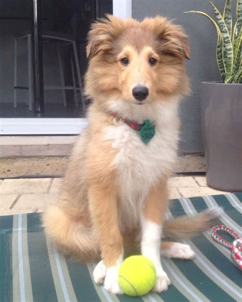 Sheltie Dog Heaven Shetland Sheepdog