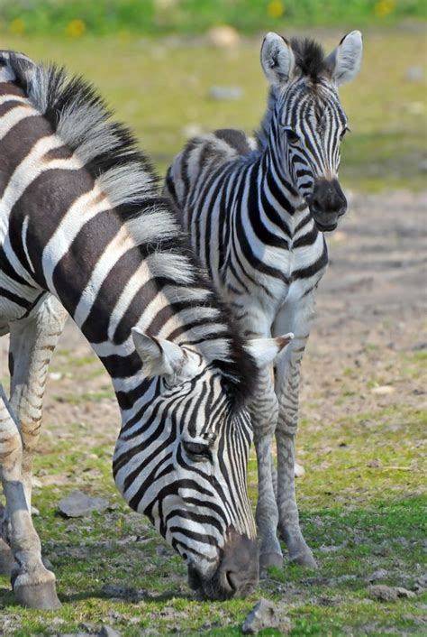 Zebra Foals First Spring At Tiergarten Delitzsch Zooborns