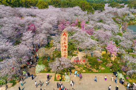 武汉东湖樱花园，此时樱花盛开，如梦似幻 沙鸥188 新浪博客