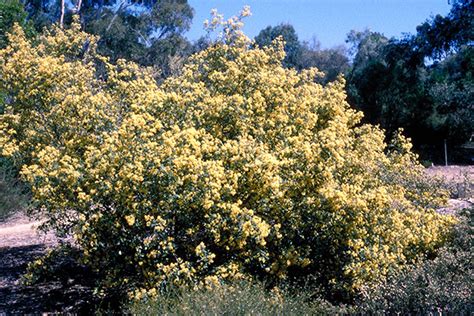 Pomaderris Aurea Australian Native Plants Society Australia