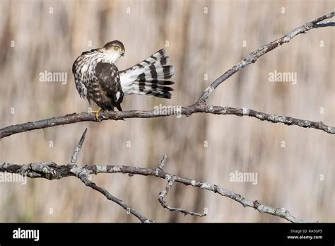 Juvenile sharp-shinned hawk Stock Photo - Alamy