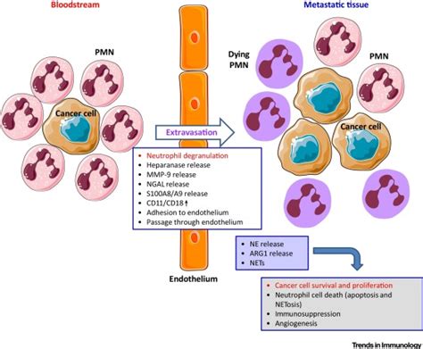 Neutrophil Degranulation Plasticity And Cancer Metastasis Trends In