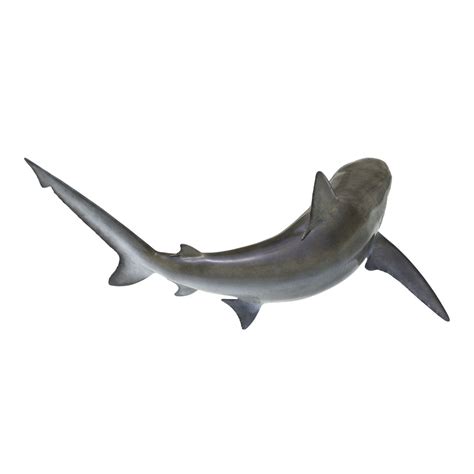 Bignose Shark Pose 2 3D模型 3D模型 79 3ds c4d fbx ma obj max Free3D