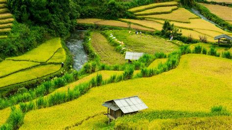 gambar pemandangan desa