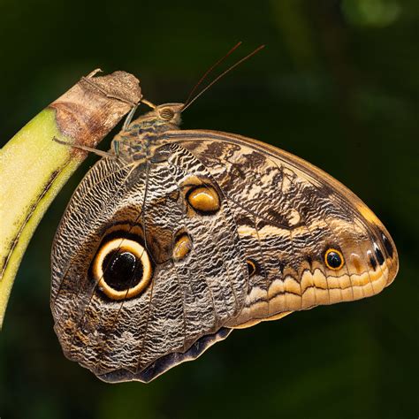 Blue Morpho David Stubbington Flickr