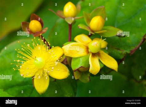 Close up de la hierba de San Juan Hypericum perforatum también