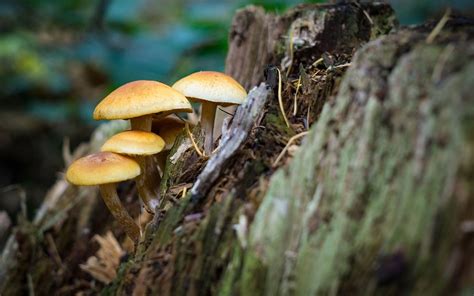 それって食べられる？山に生えるきのこを知って秋の味覚を楽しもう！｜マウンテンシティメディア