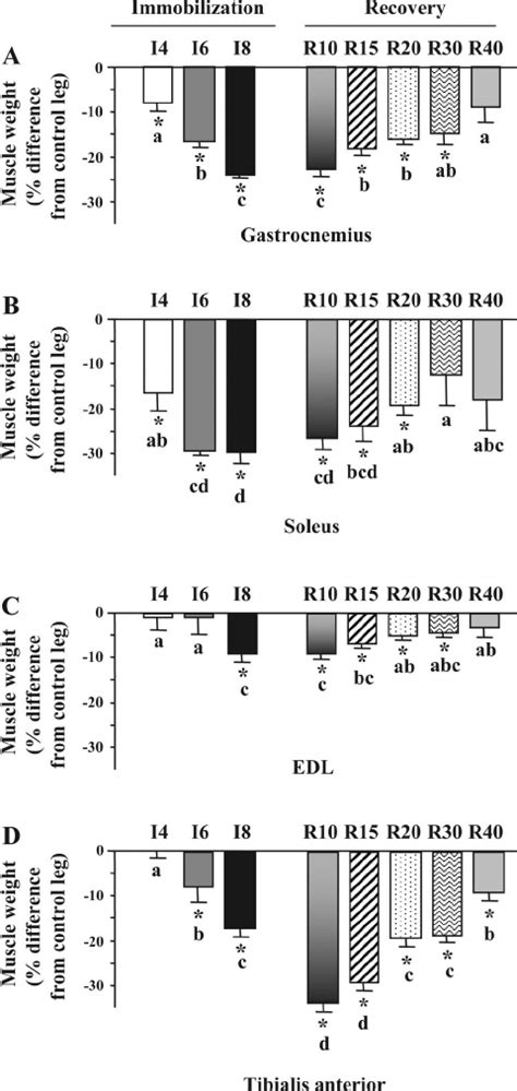 Hindlimb Muscle Atrophy And Recovery Following Immobilization Skeletal