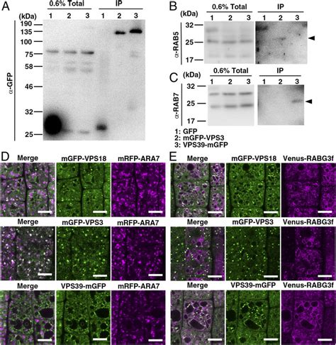 Interaction Of Hops And Corvet With Endosomal Vacuolar Rab Gtpases