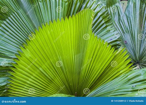 Folhas Grandes E Verde Clara De Uma Palmeira De M Scaras Diferentes Em