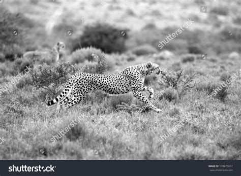 Beautiful Black White Photo Cheetah Running Stock Photo 578475697 | Shutterstock