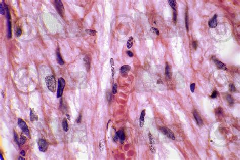 Man Pituitary Gland Transverse Section 500x Man Mammals