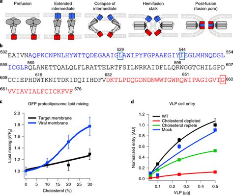 Effect Of Cholesterol On Ebov Membrane Fusion A Schematic Of Ebov