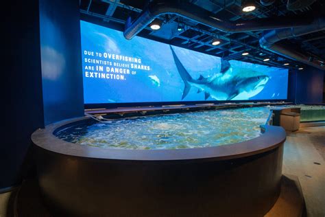 Shark Discovery Opens at Audubon Aquarium of the Americas