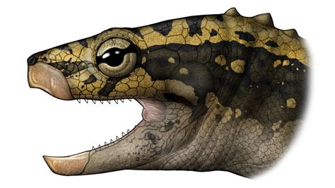 Ancient Fossil Turtle Had No Shell Bbc News