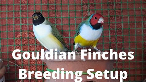 Gouldian Finches Breeding Setup Tamil Youtube