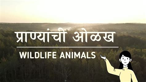 Wildlife Animals Introduction प्राण्यांची ओळख Youtube