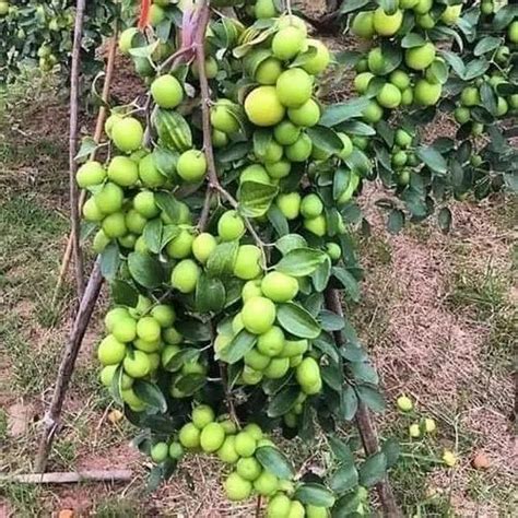 Green Taiwan Apple Ber Plant For Fruits At Rs 30piece In North 24