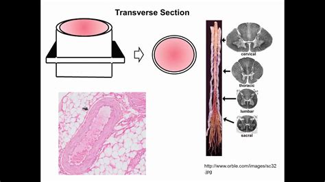 Lecture 1 Epithelial Tissue And Intro To Histology Histology Cell