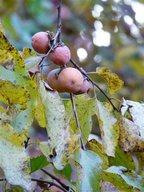 Wild Persimmon Tree