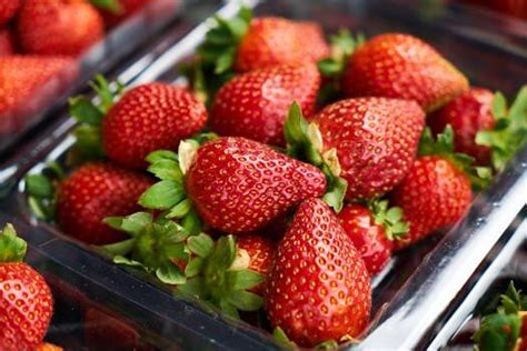 Cultivo de fresas Guía completa para plantar fresas en casa o en el