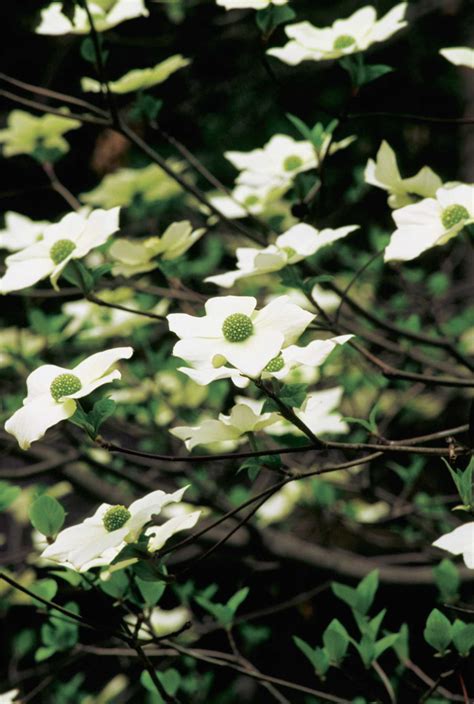 Signs of Stress in Dogwood Trees