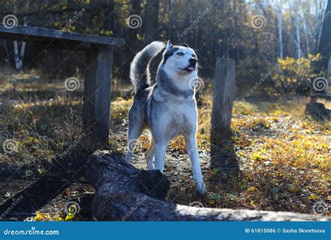 Bello Husky Siberiano Nel Fatato Dorato Della Foresta Di Autunno