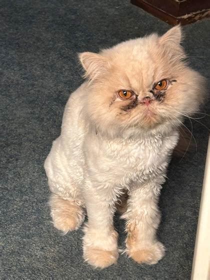 Beatrice NE Persian Domestic Shorthair Meet Sonny A Pet For