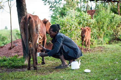 Dairy Trials Aim To Improve Cow Health And Milk Production One Acre Fund