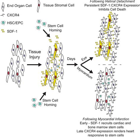 Sdf Cxcr Axis Is Fundamental For Tissue Preservation And Repair