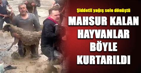 D20Haber Denizli Haberleri Selde mahsur kalan hayvanlar böyle