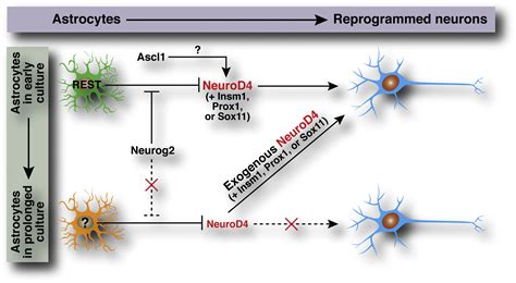 Direct Reprogramming Of Resting Astrocytes Cell Stem Cell