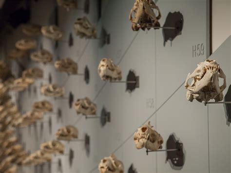 Sea of Skulls | Sea Lion Skulls Exhibit at the Academy