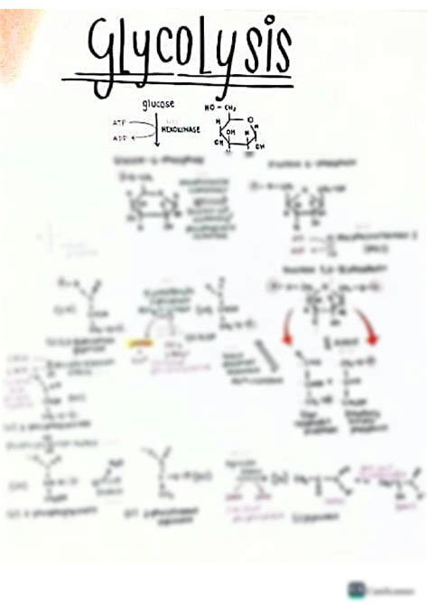 Solution Process Of Glycolysis Studypool