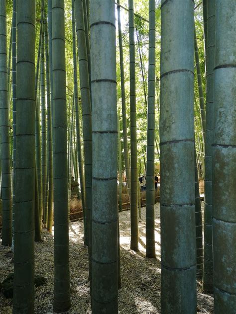 Hokoku Ji Kamakura Kanagawa Japan Patryk Antkiewicz Flickr