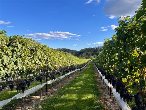 The Intricacies of Grape Breeding: Hybrid Grapes, Crossings, and Grape