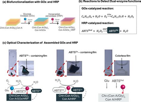 Characterization Of GOx And HRP Biofunction A Scheme Illustrating