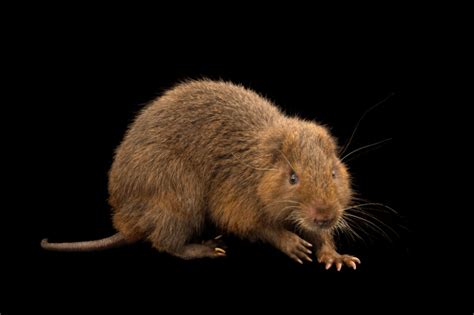 ANI012-00350 - Joel Sartore | Tree rat, Animals wild, Mammals