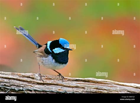 Male Superb Fairy Wren Stock Photo - Alamy