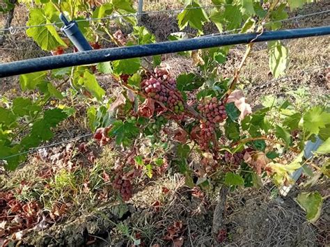 Peronospora E Caldo Attaccano Le Vigne Cia Sicilia Occidentale A