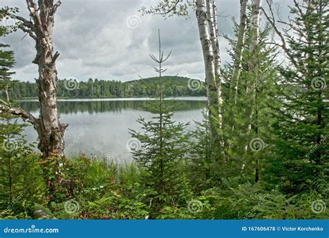 Landscape With Forest And Lake Stock Photo Image Of Trees Tranquil