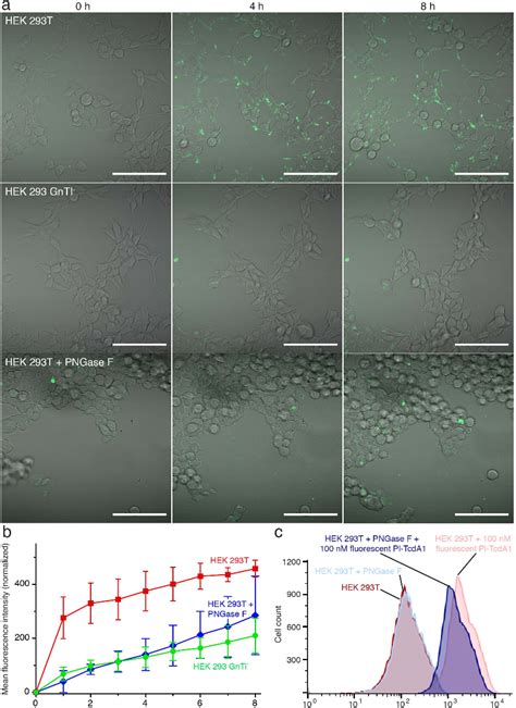 Open Access Glycan Dependent Two Step Cell Adhesion Mechanism Of Tc