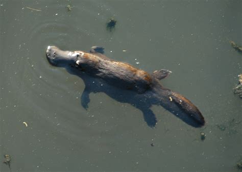 Did you know: The Platypus is a Unique Australian Species 🎥🎥